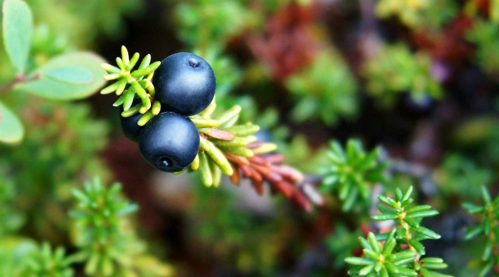 Enhancing Flavor Naturally: Using Herbs and Spices to Cut Back on Salt