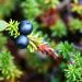 Enhancing Flavor Naturally: Using Herbs and Spices to Cut Back on Salt