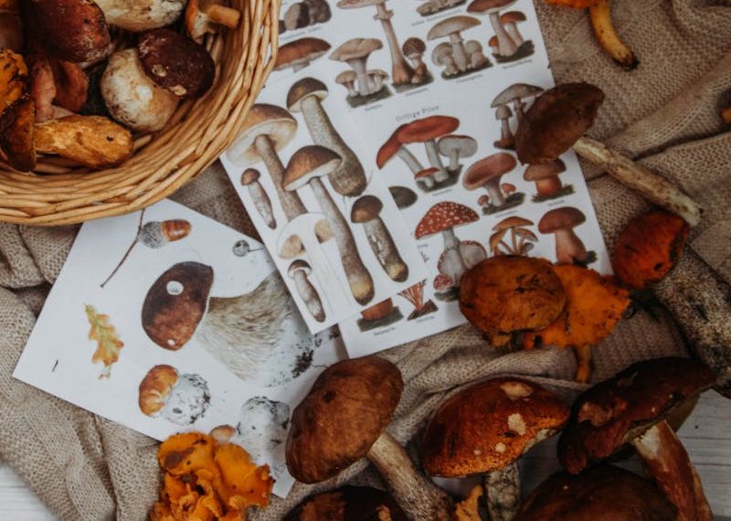 Mushrooms and Wicker Basket